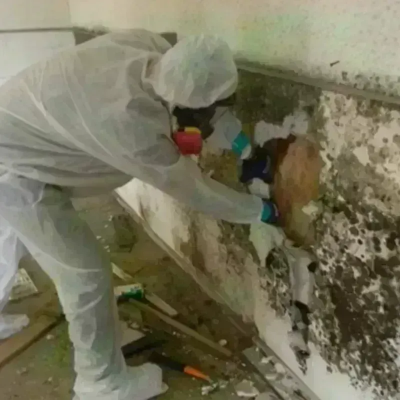 Mold Remediation and Removal in Muskegon County, MI